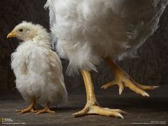Tapeta National Geographic 316.jpg